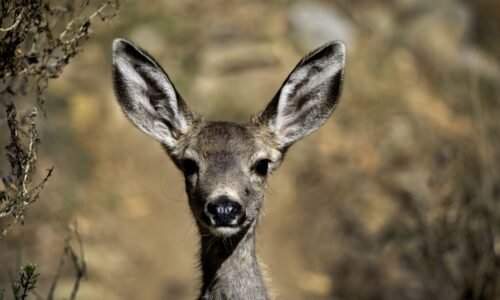 Thousands of mule deer will be killed on Catalina Island as part of restoration plan
