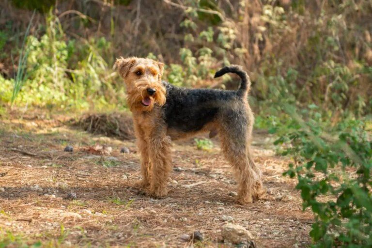 Welsh terrier: conheça as características dessa raça de cachorro