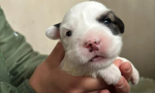 22 cães e gatos são resgatados em apenas 10 dias em Curitiba