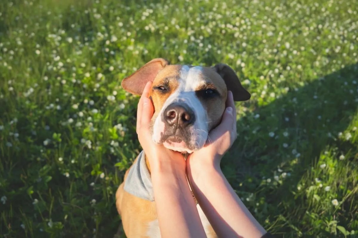 6 dicas para melhorar o comportamento do animal 