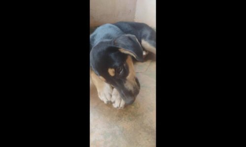 Cachorra Gorda desapareceu no bairro Cascavel Velho