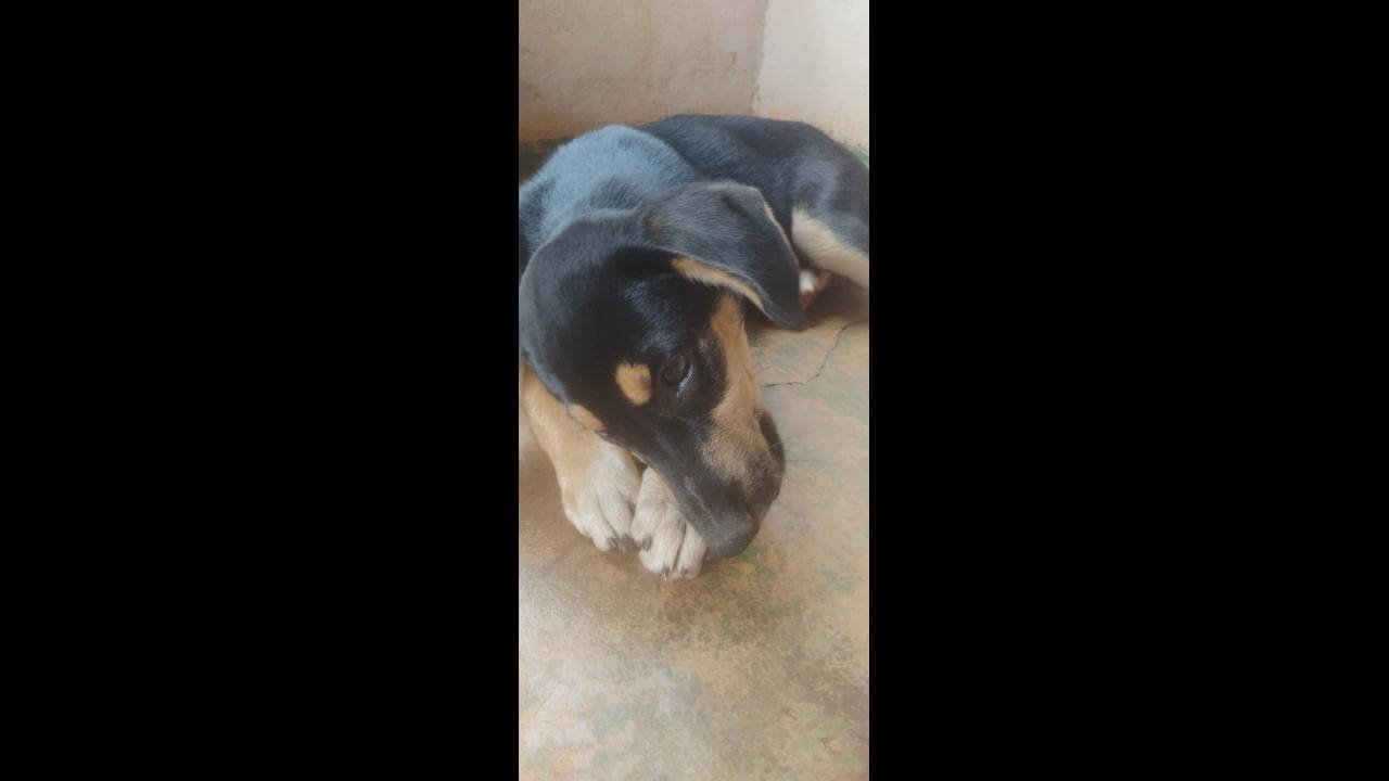 Cachorra Gorda desapareceu no bairro Cascavel Velho