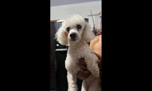 Cachorra é encontrada no bairro Jardim Veneza