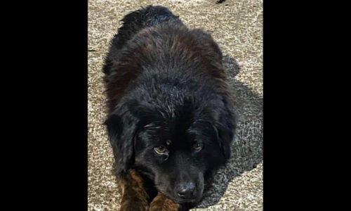 Cachorro é encontrado no bairro Country