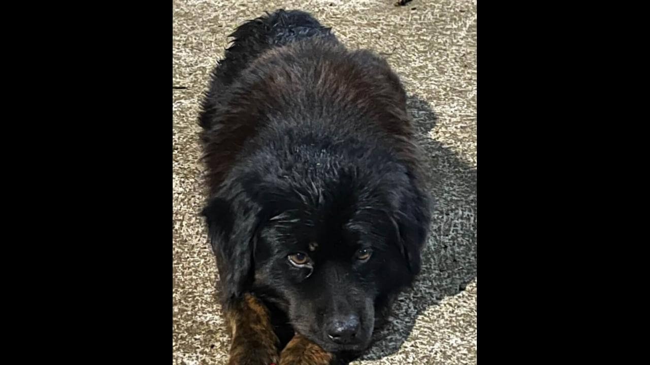 Cachorro é encontrado no bairro Country