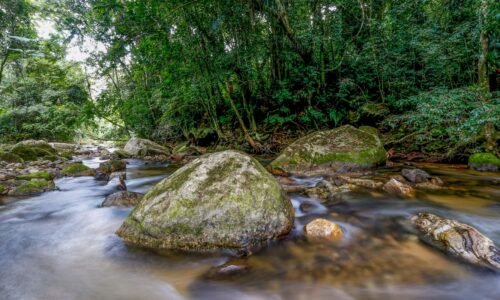 Plano busca fortalecer Sistema Nacional do Meio Ambiente até 2036