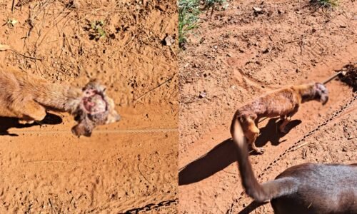 Quando paramos de “ser humano”? Cão é encontrado com a cabeça “aberta” em São João d'Oeste