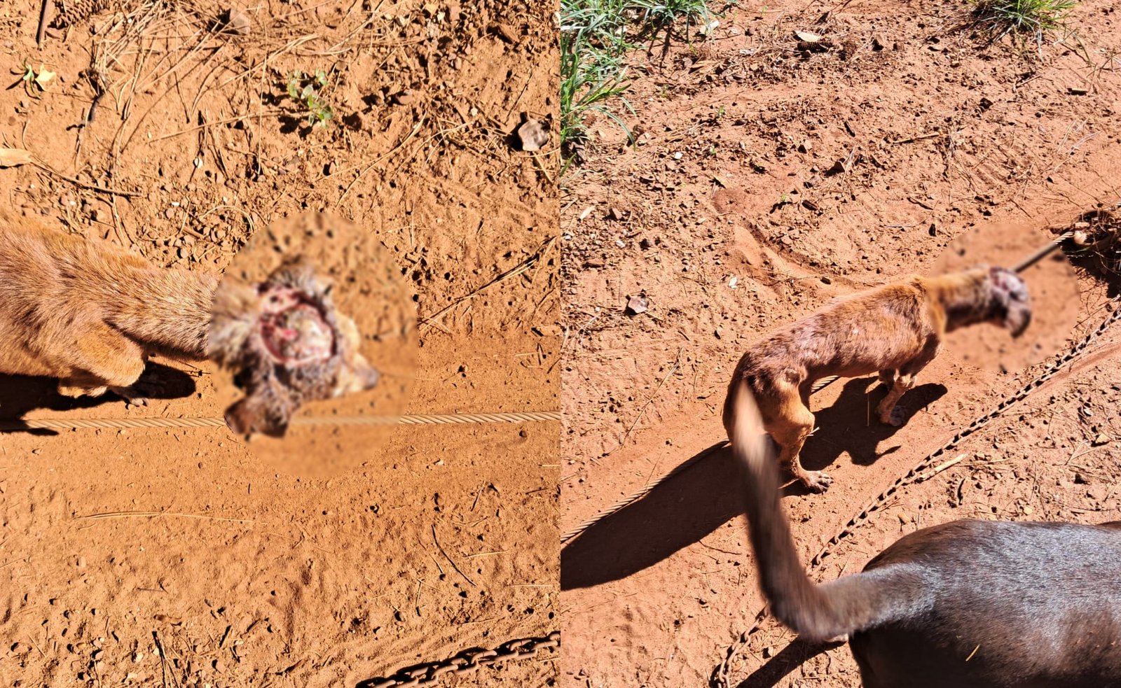 Quando paramos de “ser humano”? Cão é encontrado com a cabeça “aberta” em São João d'Oeste