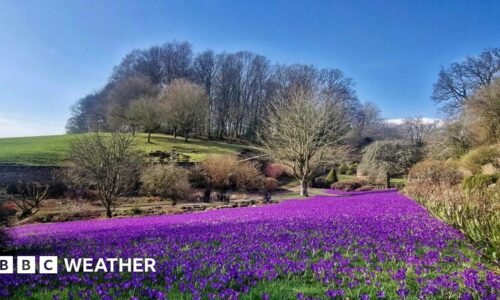 A swathe of purple crocuses with trees and a green field in the background and bright blue sky