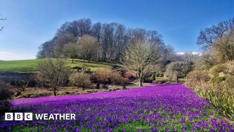 A swathe of purple crocuses with trees and a green field in the background and bright blue sky