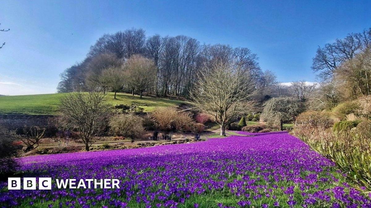 A swathe of purple crocuses with trees and a green field in the background and bright blue sky