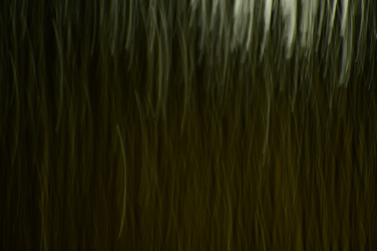 a blurry photo of a tree in the woods