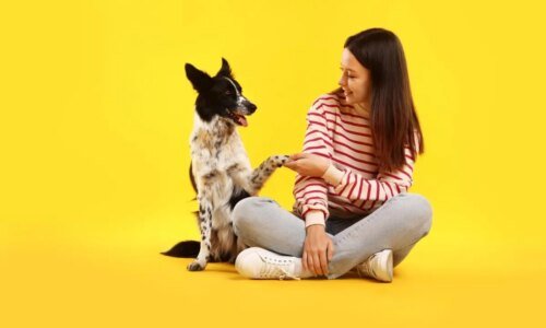 5 técnicas infalíveis para ensinar comandos básicos ao seu cachorro