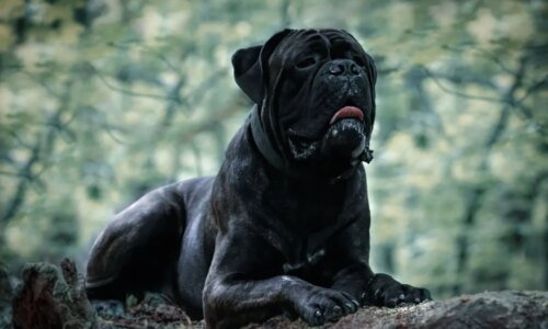 7 raças de cachorro grandes e pretas 
