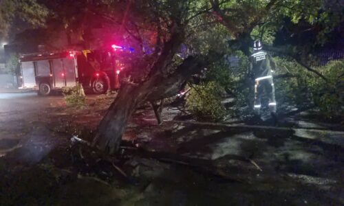 Árvore de grande porte cai após tempestade e mobiliza Bombeiros e Defesa Civil