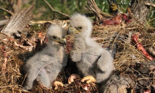 Bald eaglets euthanized after being swept from nest in Alabama