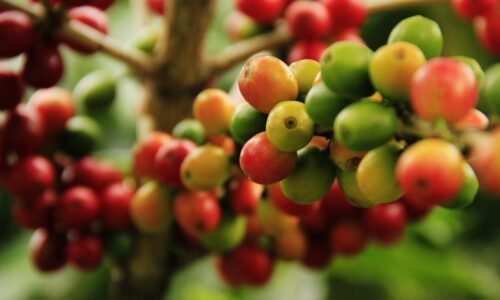 Bebida símbolo do Brasil, café é celebrado mundialmente nesta terça-feira