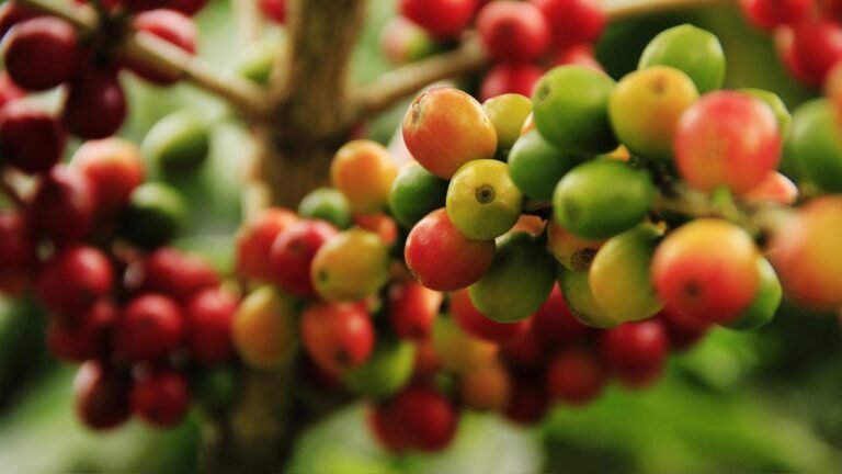 Bebida símbolo do Brasil, café é celebrado mundialmente nesta terça-feira