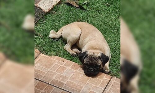 Cachorro Bingo desapareceu no bairro Esmeralda
