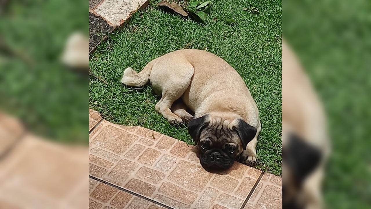 Cachorro Bingo desapareceu no bairro Esmeralda