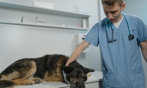 Cachorro otite - Foto pexels.com