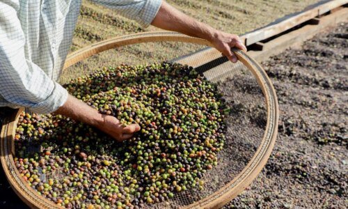 Café de Mandaguari, no Paraná, é um dos mais exclusivos do país
