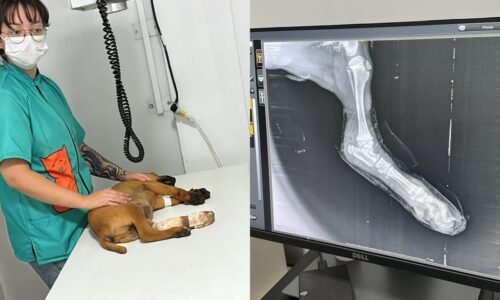 Caramelo atropelado passa por procedimento após mobilização e apoio da comunidade em Cascavel