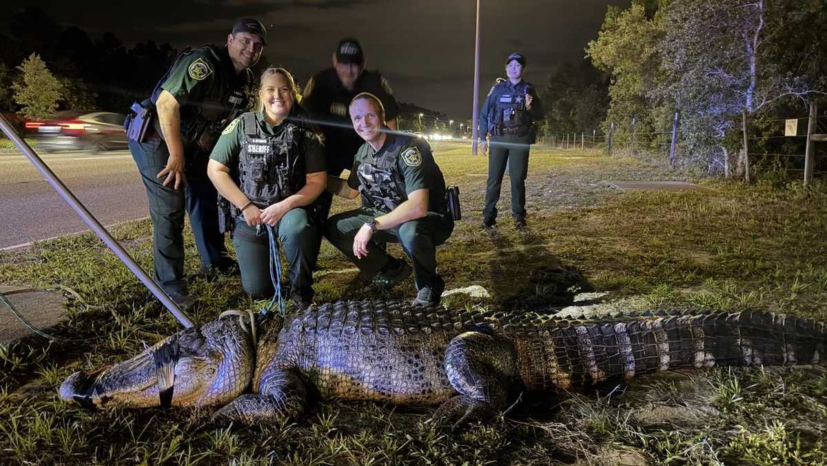 Deputies capture 11-foot alligator near Orange County apartments