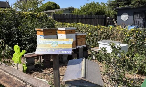 Earth Day celebrations, beehive tour, drive robots