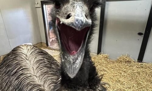 Emu killed at Dickerson Park Zoo after hailstorm | State News