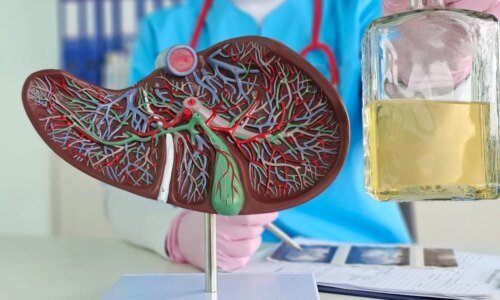 Entenda como o consumo excessivo e ocasional de álcool é um risco para o fígado