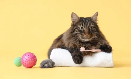 Entenda os riscos do tártaro para a saúde de cães e gatos