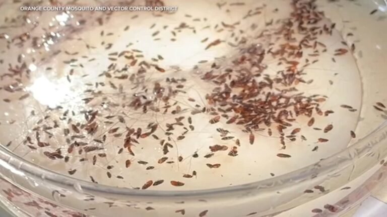 Flea-borne typhus surges across LA County with 90% of cases requiring hospitalization