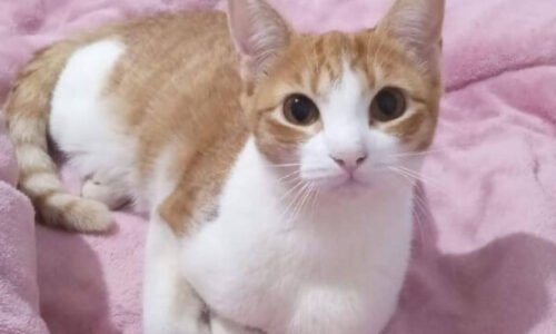 Gata Sassi desapareceu no bairro Pioneiros Catarinenses