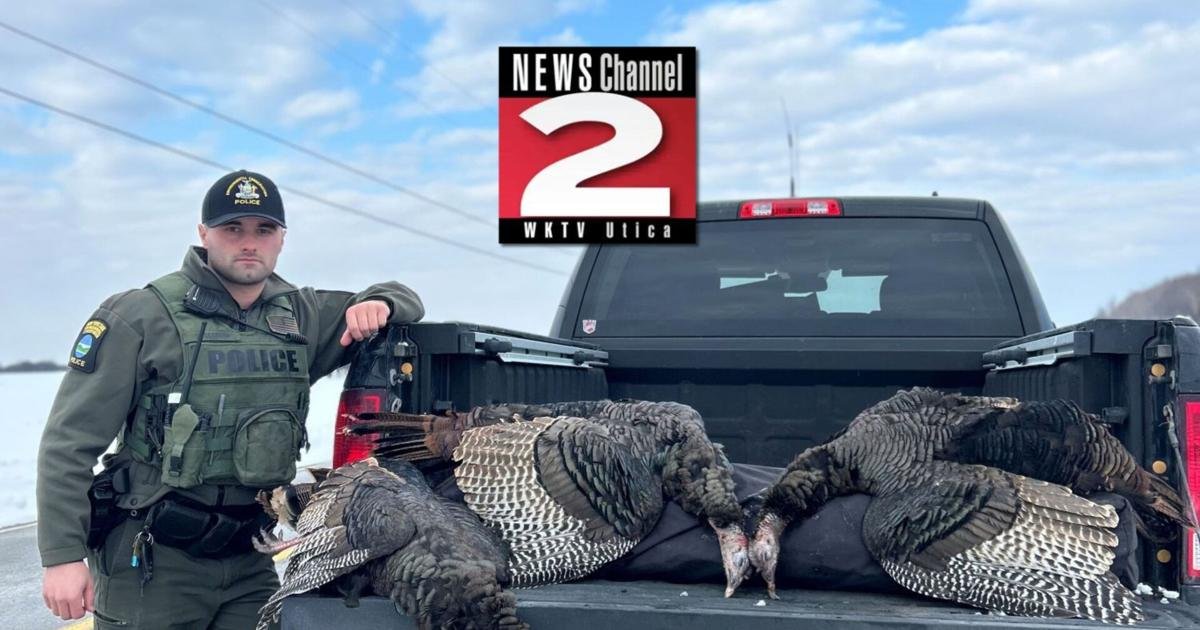 'Illegal Turkey Take' in North Country Leads to Tickets | Crime