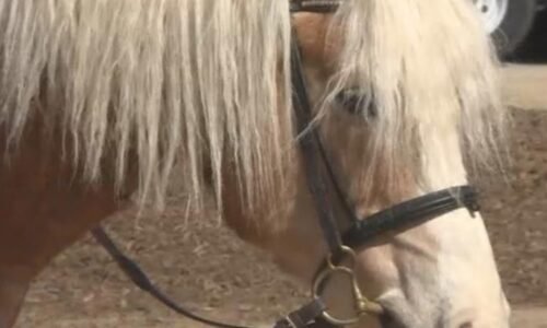 Midwest Horse Fair returns for 45th year