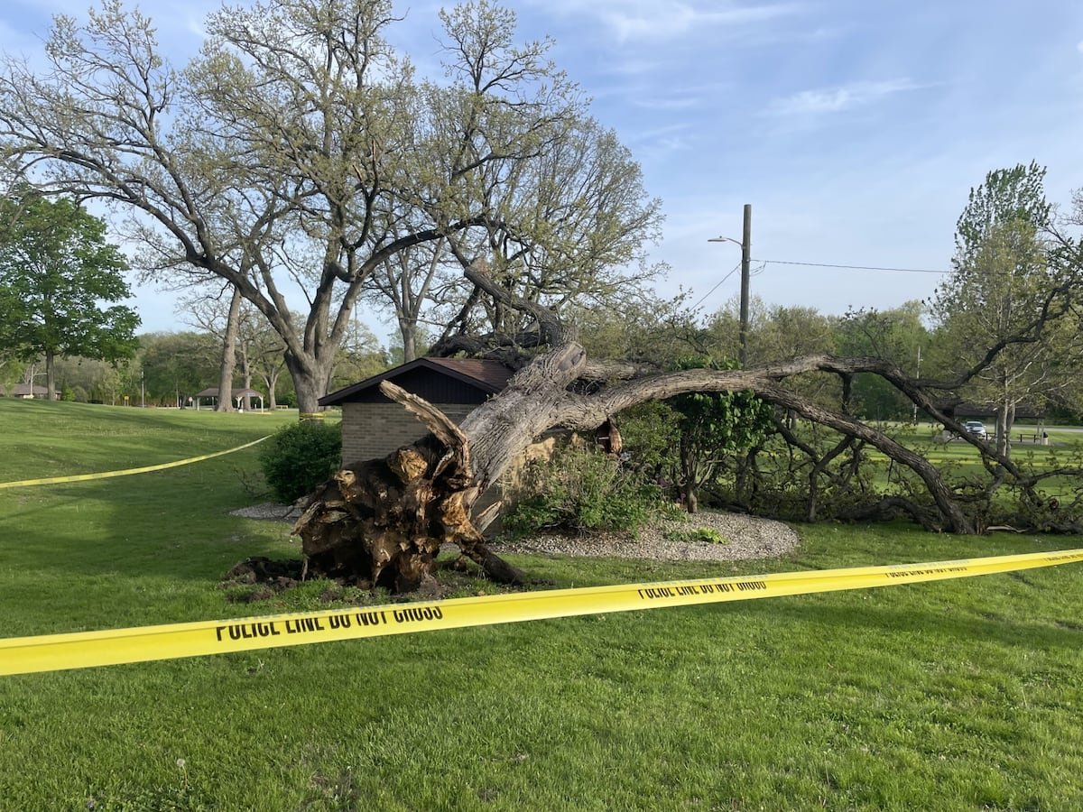 Peru to analyze other at-risk trees at Centennial Park – Shaw Local