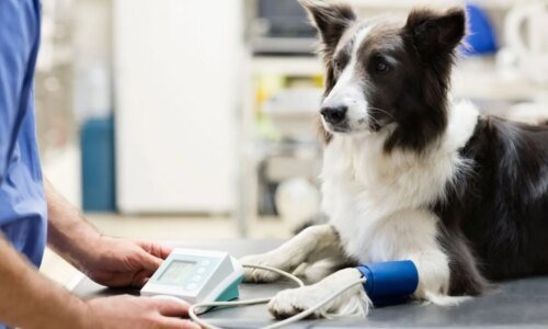 Pressão alta em animais: 6 sinais de alerta da doença