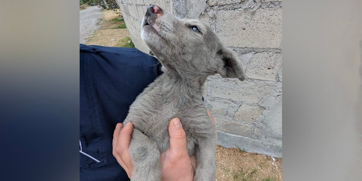 Rescuers Are Stunned When 'Gray' Stray Puppy Gets His First Bath