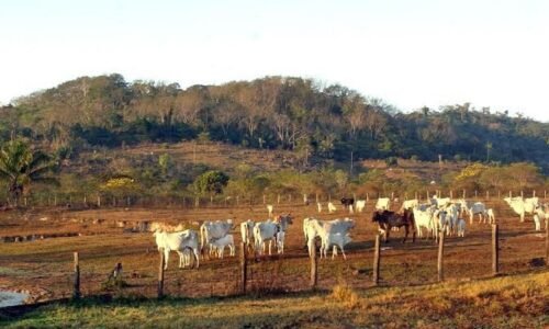 STF mantém lei que limita compra de terras por empresas estrangeiras