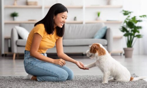 Treino para cão adulto ou idoso: veja os benefícios para a saúde do pet