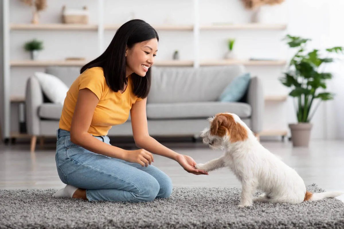 Treino para cão adulto ou idoso: veja os benefícios para a saúde do pet