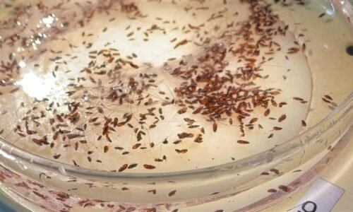 Typhus from fleas hits record level in L.A.: Here are the hot spots