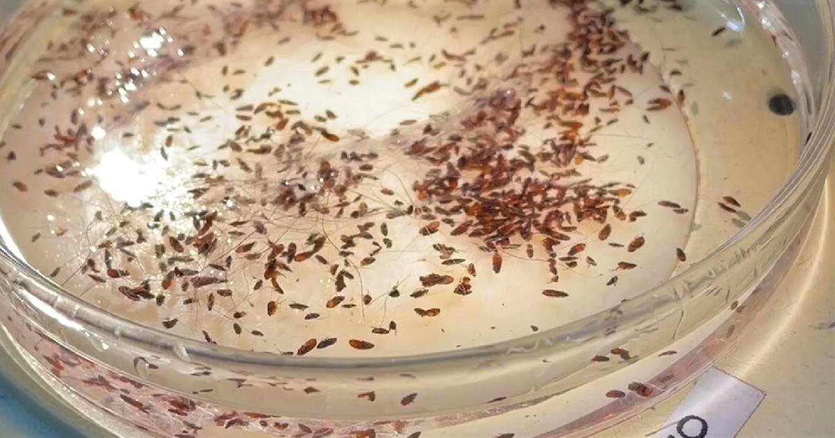 Typhus from fleas hits record level in L.A.: Here are the hot spots
