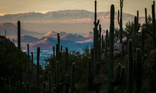 U of A research finds improved weather forecasts could reduce heat deaths as climate warms