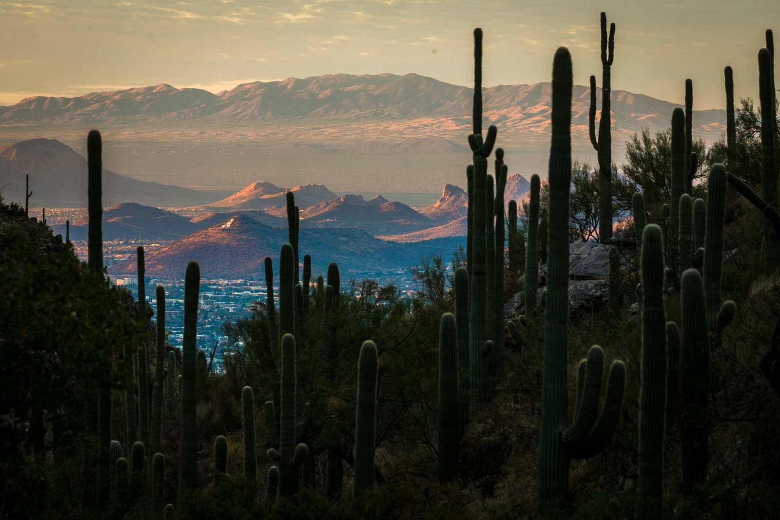 U of A research finds improved weather forecasts could reduce heat deaths as climate warms