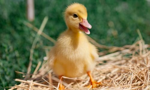 Where People Got Sick: Salmonella Outbreak, April 2026 | Salmonella Infection