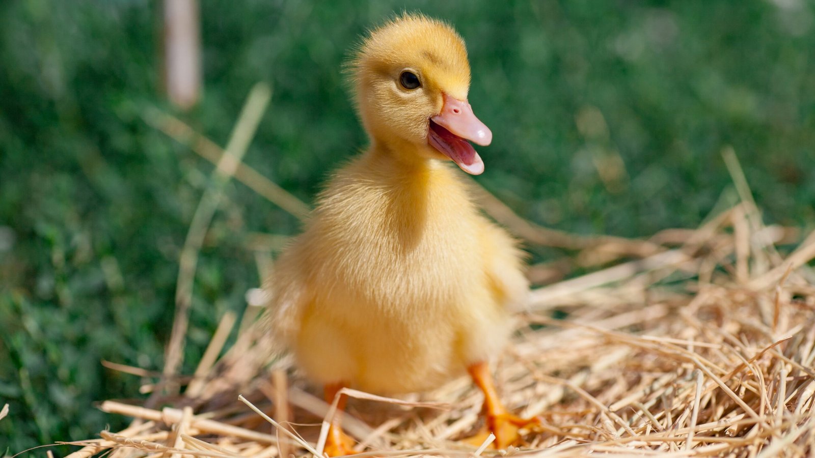 Where People Got Sick: Salmonella Outbreak, April 2026 | Salmonella Infection