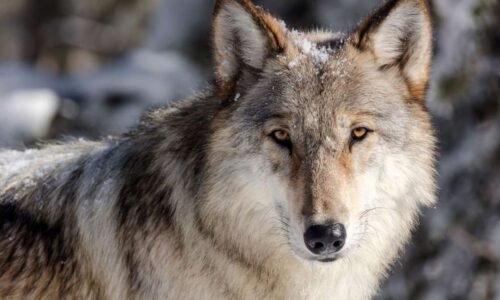 Wolf pup takes off with wildlife closure sign in Yellowstone
