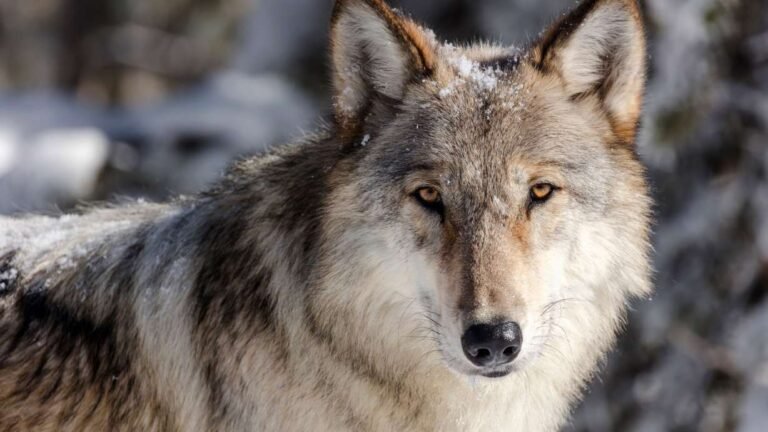Wolf pup takes off with wildlife closure sign in Yellowstone